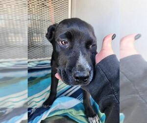 Labrador Retriever-Unknown Mix Dogs for adoption in Bakersfield, CA, USA