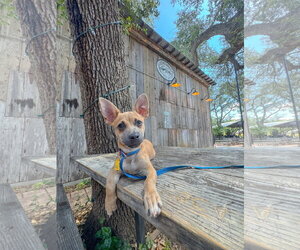 Chihuahua-Unknown Mix Dogs for adoption in PIPE CREEK, TX, USA