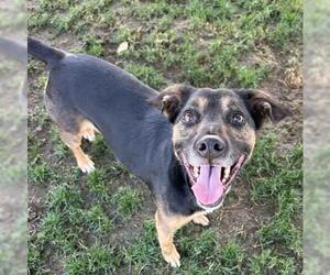 Chihuahua-Unknown Mix Dogs for adoption in Bakersfield, CA, USA