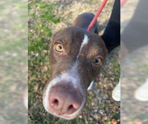 Labrador Retriever-Unknown Mix Dogs for adoption in Sparta, TN, USA