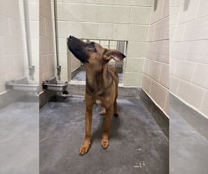 German Shepherd Dog-Unknown Mix Dogs for adoption in Upland, CA, USA