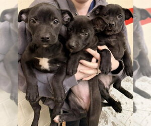Mutt Dogs for adoption in Anchorage, AK, USA