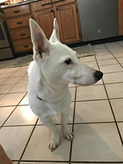 Small Bull Terrier-Jack Russell Terrier Mix