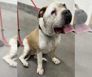 American Bulldog-Unknown Mix Dogs for adoption in Forestville, MD, USA