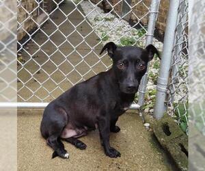Chiweenie Dogs for adoption in Plainfield, IL, USA