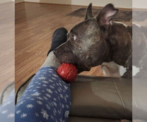 American Pit Bull Terrier Dogs for adoption in Phoenix, AZ, USA