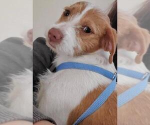 Jack Russell Terrier Dogs for adoption in Arlington, WA, USA