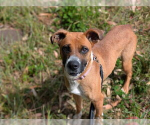 Boxer-Unknown Mix Dogs for adoption in McKinleyville, CA, USA