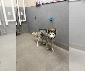 Siberian Husky-Unknown Mix Dogs for adoption in Las Vegas, NV, USA