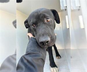 American Pit Bull Terrier-Unknown Mix Dogs for adoption in Houston, TX, USA