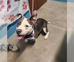 Staffordshire Bull Terrier-Unknown Mix Dogs for adoption in Houston, TX, USA