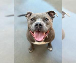 American Pit Bull Terrier Dogs for adoption in Santa Maria, CA, USA