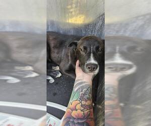 Labrador Retriever-Unknown Mix Dogs for adoption in San Antonio, TX, USA