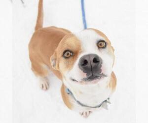 Pembroke Welsh Corgi Dogs for adoption in Wadena, MN, USA