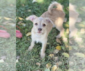 Cairn Terrier-Unknown Mix Dogs for adoption in Phoenix, AZ, USA