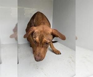 Labrador Retriever Dogs for adoption in Houston, TX, USA