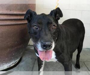 Shepradors Dogs for adoption in pomona, CA, USA