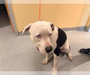 Mutt Dogs for adoption in Orange, CA, USA