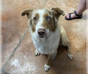 Australian Shepherd Dogs for adoption in Bolivar, MO, USA