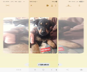 Shepweiller Dogs for adoption in Foristell, MO, USA