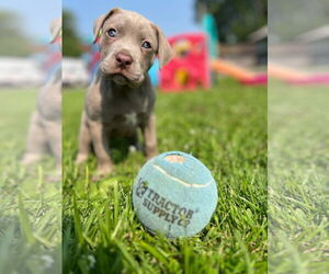 Labrador Retriever-Unknown Mix Dogs for adoption in New London, WI, USA
