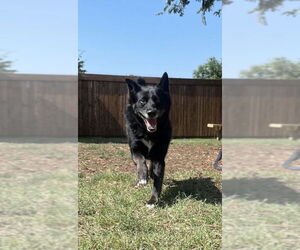 Border Collie Dogs for adoption in Plano, TX, USA