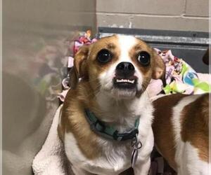 Beagle Dogs for adoption in Santa Maria, CA, USA