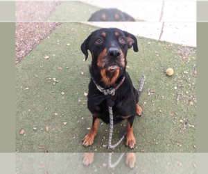 Rottweiler-Unknown Mix Dogs for adoption in Chandler, AZ, USA