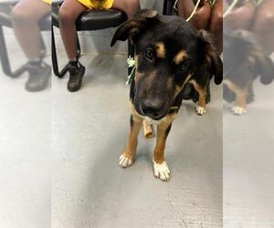 Anatolian Shepherd-Unknown Mix Dogs for adoption in Waco, TX, USA