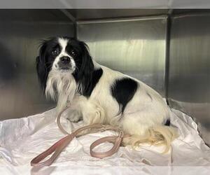 Japanese Chin-Unknown Mix Dogs for adoption in Grand Prairie, TX, USA