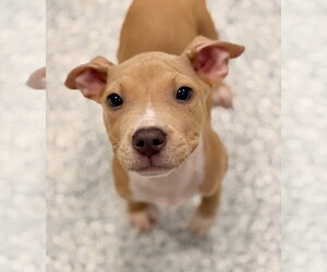 Mutt Dogs for adoption in Manahawkin, NJ, USA