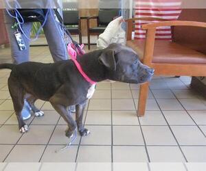 American Pit Bull Terrier Dogs for adoption in Ocala, FL, USA