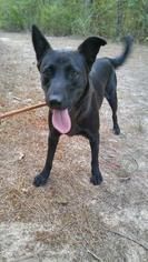 Chinese Shar-Pei-Labrador Retriever Mix Dogs for adoption in Jefferson, TX, USA