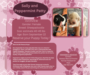 Mutt Dogs for adoption in Rancho Cordova, CA, USA