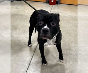 American Staffordshire Terrier-Unknown Mix Dogs for adoption in Pierceton , IN, USA