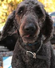 Poodle (Standard) Dogs for adoption in Media, PA, USA