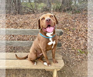 Mutt Dogs for adoption in Unionville, PA, USA