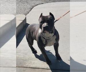 American Pit Bull Terrier Dogs for adoption in Burbank, CA, USA