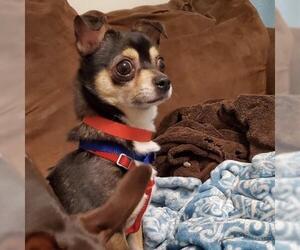 Chihuahua Dogs for adoption in Columbia, TN, USA