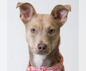 Mutt Dogs for adoption in Jefferson, WI, USA