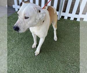 American Staffordshire Terrier-Unknown Mix Dogs for adoption in Modesto, CA, USA