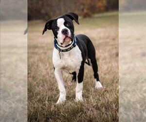 American Bulldog Dogs for adoption in Forestville, MD, USA
