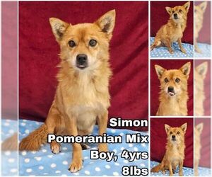 Pomeranian-Unknown Mix Dogs for adoption in Seattle, WA, USA