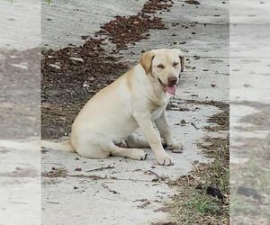 Labrador Retriever-Unknown Mix Dogs for adoption in San Antonio, TX, USA
