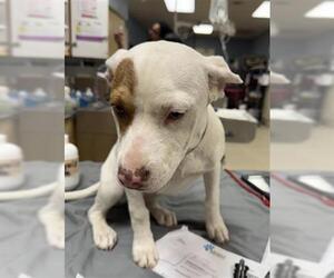 American Pit Bull Terrier-Unknown Mix Dogs for adoption in Riverside, CA, USA