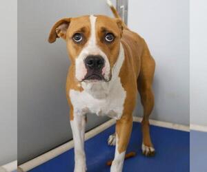 American Staffordshire Terrier-Unknown Mix Dogs for adoption in San Antonio, TX, USA