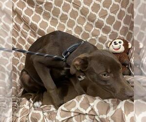 Labrador Retriever-Unknown Mix Dogs for adoption in Modesto, CA, USA
