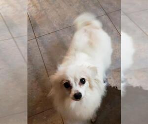 Papillon Dogs for adoption in Spring, TX, USA