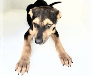 Doberman Pinscher-German Shepherd Dog Mix Dogs for adoption in Houston, TX, USA