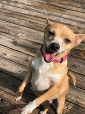 Chihuahua Dogs for adoption in Osteen, FL, USA